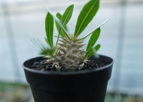 パキポディウム　恵比寿大黒　Pachypodium Densicaule　No.4