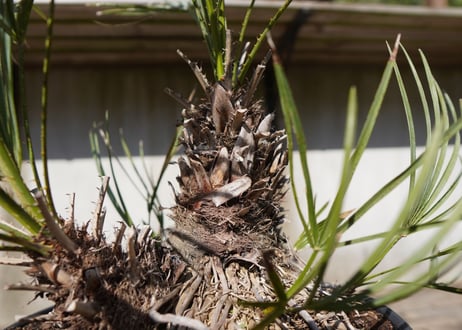チャメロプス　セリフェラ 　Chamaerops humilis var. Cerifera　NO.1
