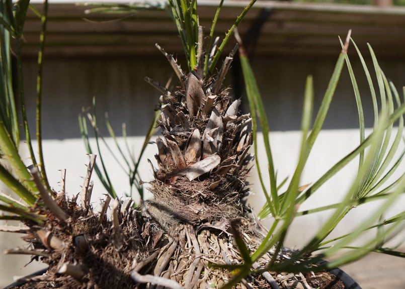 チャメロプス セリフェラ Chamaerops humilis var. Cerifera