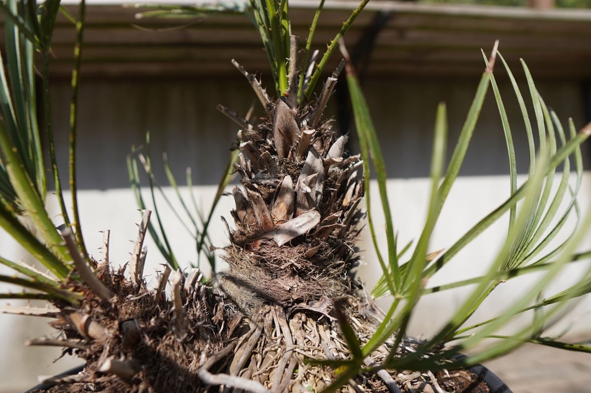 チャメロプス セリフェラ Chamaerops humilis var. Cerifera