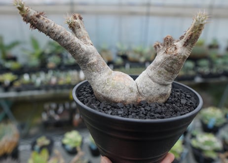 パキポディウム マカイエンセ　Pachypodium makayense　No.6