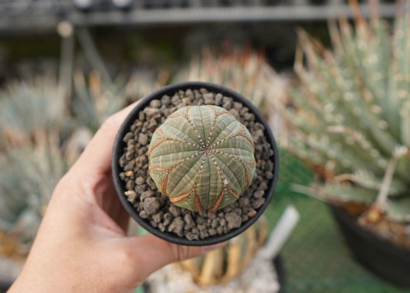 ユーフォルビア オベサ | mana's farm:塊根植物・アガベ・ドライ