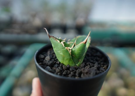 アガベ　チタノタ　白鯨　Agave titanota White whale  A20