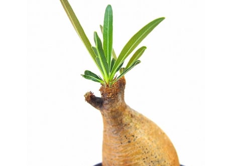 Pachypodium Gracilius パキポディウム  グラキリス  №10 little