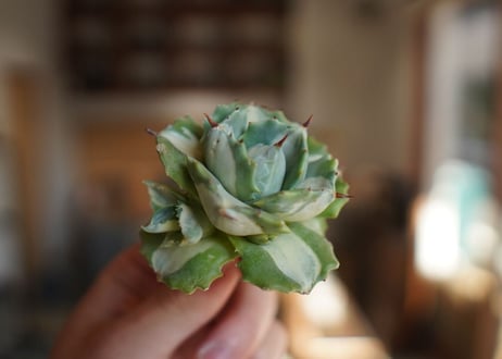 アガベ　王妃雷神錦　白中斑　Agave　“Ohi Raijin Nishiki Shironakahu”
