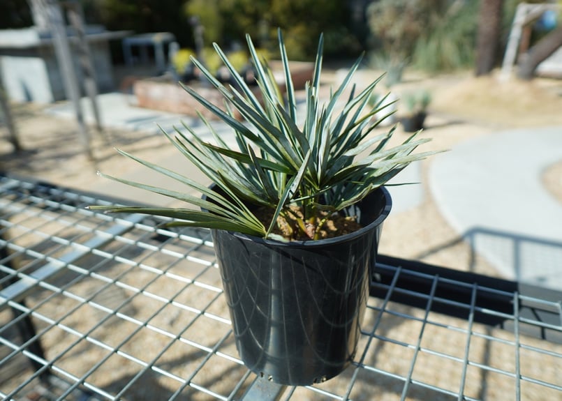 チャメロプス・セリフェラ　no9 チャメロプス セリフェラ Chamaerops humilis var. Cerifera