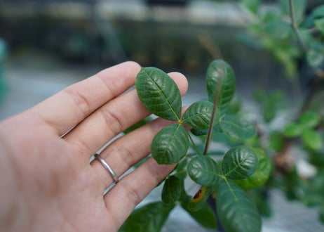 コミフォラ オルビクラリス　commiphora orbicularis