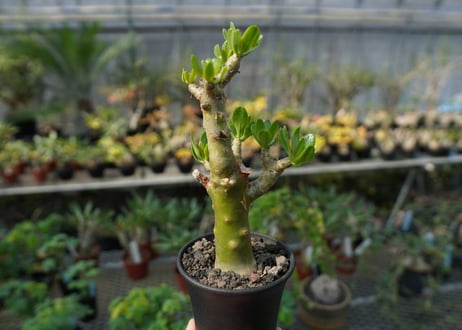チレコドン　パニキュラータス　Tylecodon paniculatus