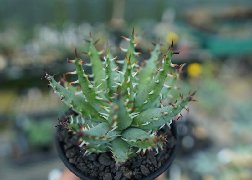 アロエ エリナケア Aloe erinacea | mana's farm:塊根植物・アガベ・