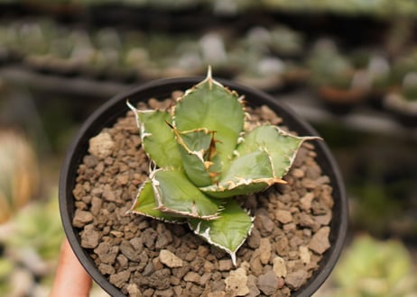 Agave titanota FO-76  A NO.1