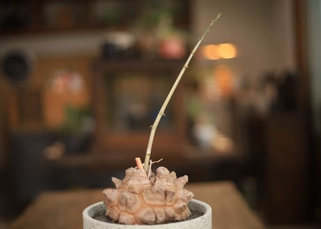 亀甲竜 Dioscorea elephantipes