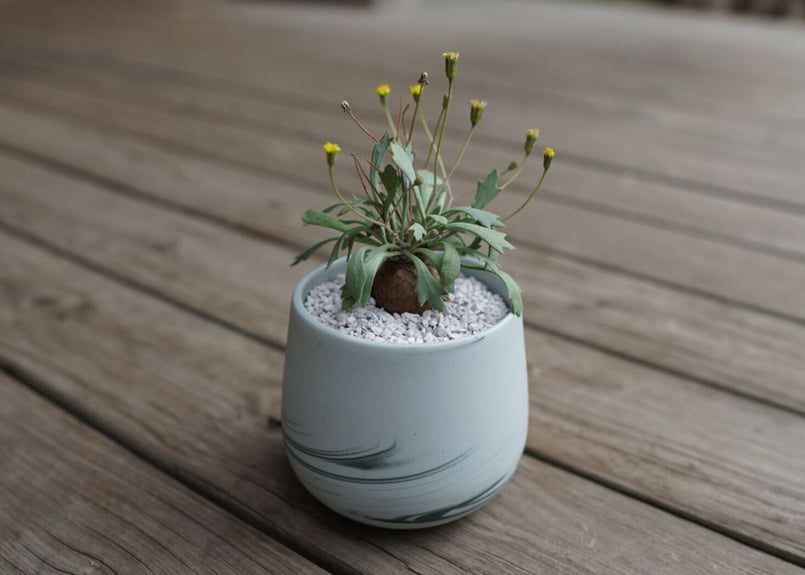 オトンナ ユーフォルビオイデス×スタインコフ Othonna euphorbioides×st