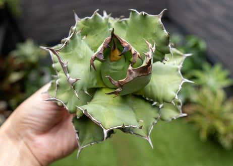 Agave titanota dwarf 姫厳龍 B NO.2