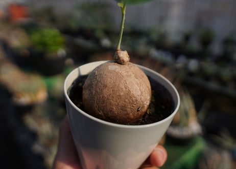 ステファニア　エレクタ　Stephania erecta　NO.2