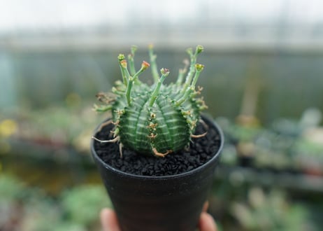 ユーフォルビア　バリダ　Euphorbia valida　No.5