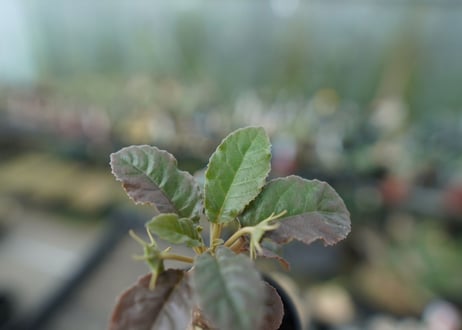 ドルステニア フォエチダ　Dorstenia foetida  斑入り No.1