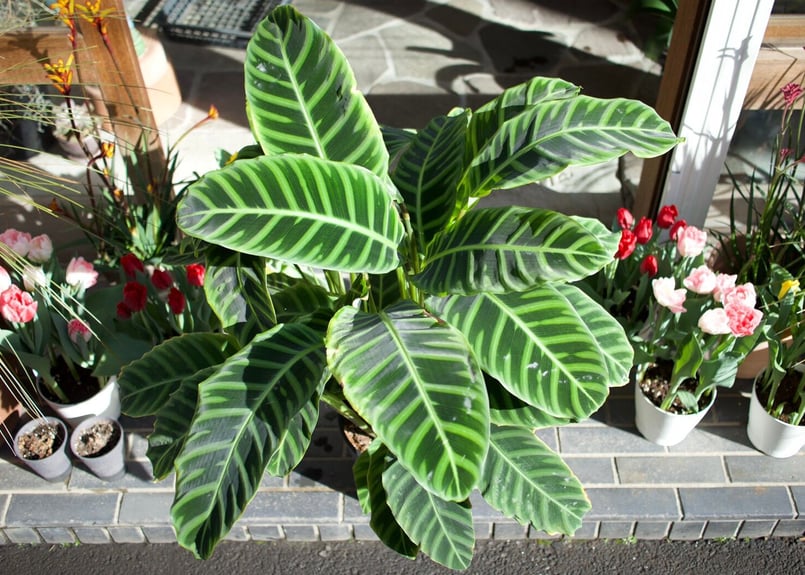 カラテア ゼブリナ 希少 カラテア ゼブリナ パープレア