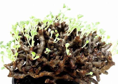 ペラルゴニウム　ミラビレ　Pelargonium mirabile　№2