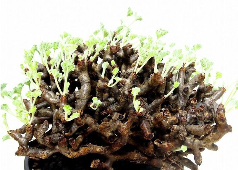 ペラルゴニウム ミラビレ Pelargonium mirabile №2 | mana's g ペラルゴニウム ミラビレ Pelargonium mirabile №2 | mana's g