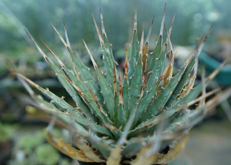 アガベ　ユタエンシス　Agave uthaensis　No.9