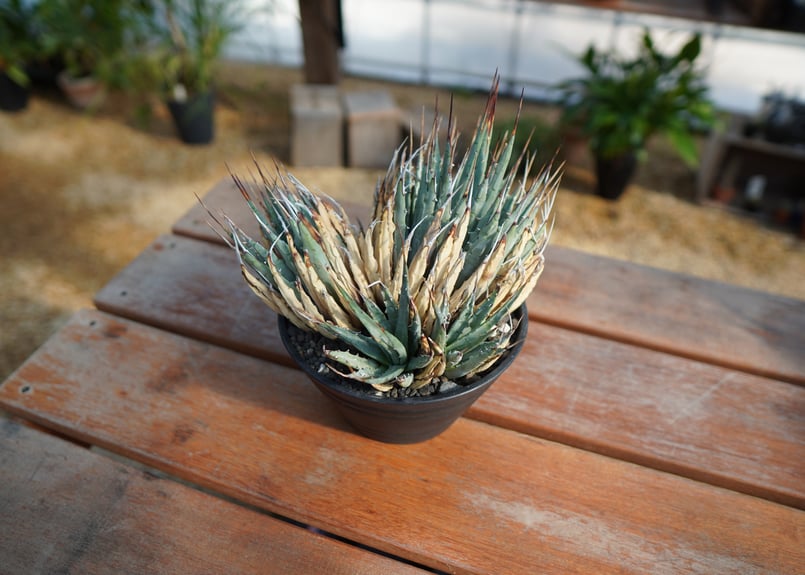 アガベ ユタエンシス No.1 | mana's farm:塊根植物・アガベ・ドライ