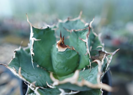 アガベ　チタノタ　白鯨　Agave titanota White whale　No.1