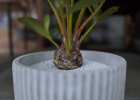 ザミア フロリダーナ　Zamia floridana