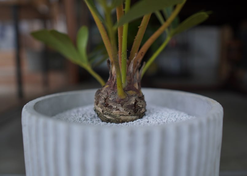ザミア フロリダーナ Zamia floridana | mana's green:塊根植物販 ザミア フロリダーナ Zamia floridana | mana's green:塊根植物販