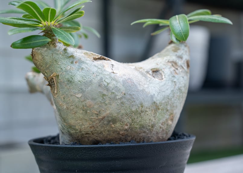 値下げ！塊根植物　パキポディウム　マカイエンセ　ドローン 値下げ！塊根植物 パキポディウム マカイエンセ ドローン 値下げ！塊根