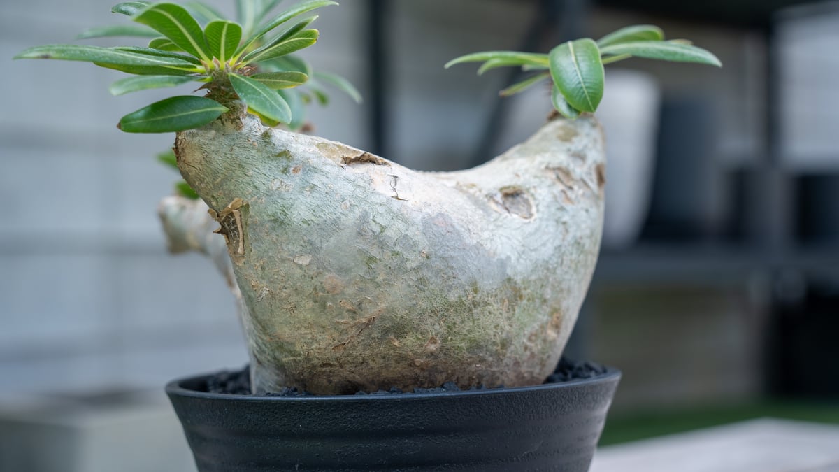 パキポディウム マカイエンセ | mana's farm:塊根植物・アガベ・ドライ