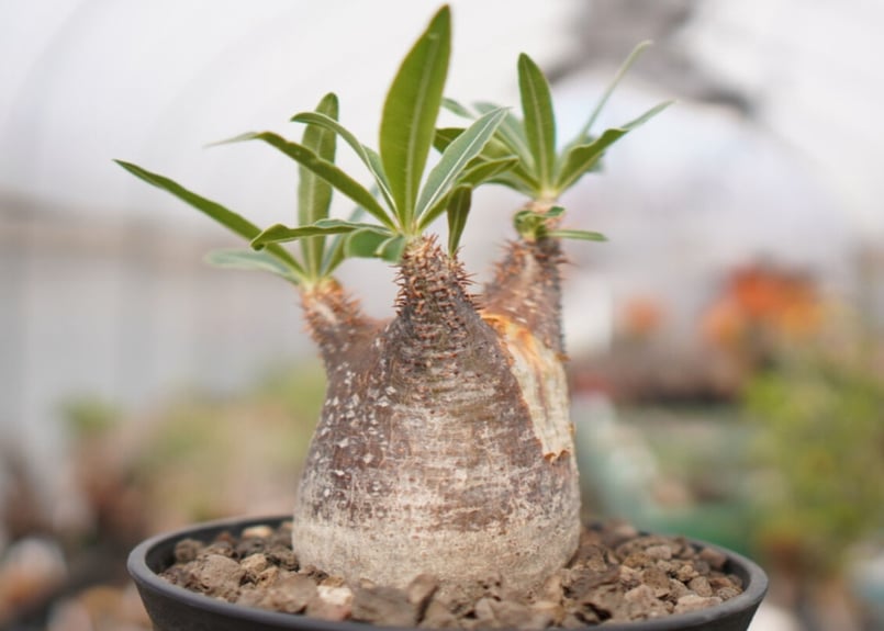 パキポディウムグラキリス 作家鉢付き 緑肌 ザ・ファームセレクト