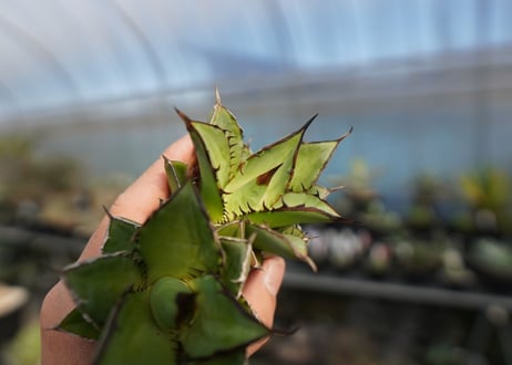 agave titanota 剣竜　No.2