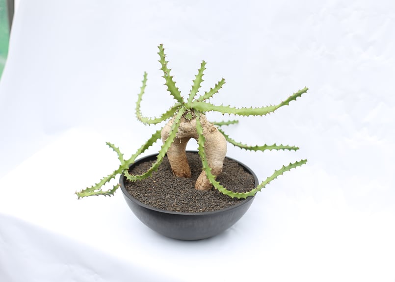 ユーフォルビア スクアローサ | mana's farm:塊根植物・アガベ・ドライ