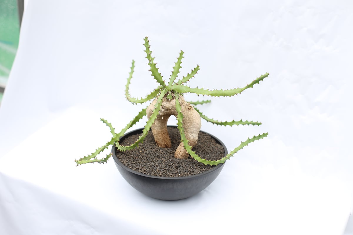 ユーフォルビア スクアローサ | mana's farm:塊根植物・アガベ・ドライ