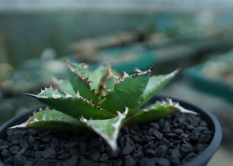 アガベ　チタノタ 　Agave titanota　No.6