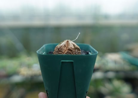 亀甲竜　Dioscorea elephantipes　No.5