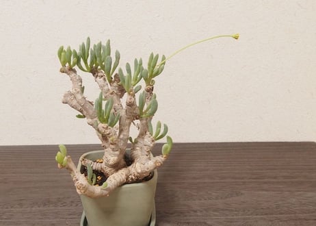 オトンナ クラビフォリア Othonna clavifolia 大株