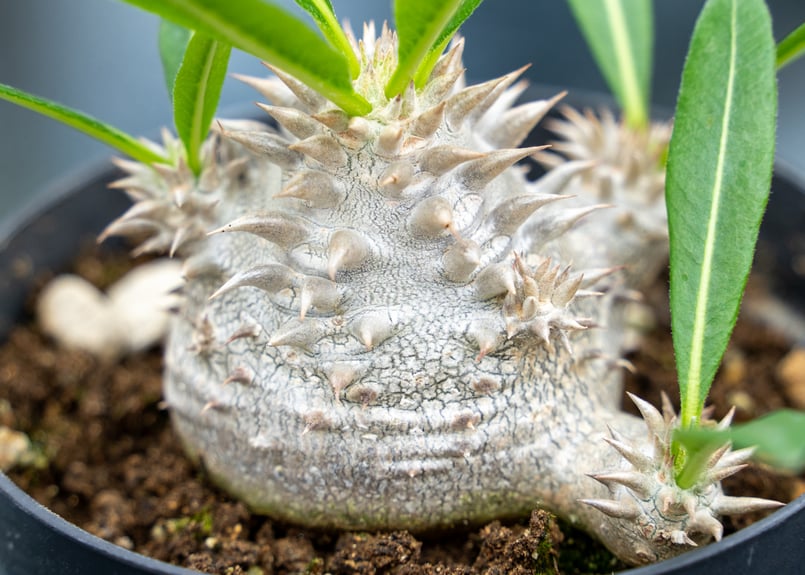 パキポディウム 恵比寿大黒 | mana's farm:塊根植物・アガベ・ドライ