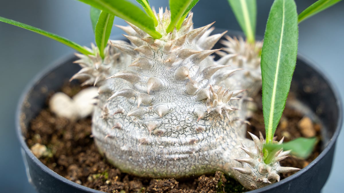 パキポディウム　恵比寿大黒　塊根植物 パキポディウム 恵比寿大黒 塊根植物 パキポディウム 恵比寿大黒