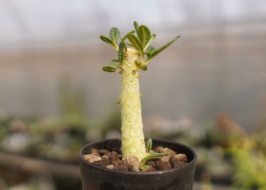 ドルステニア ギガス 2セット ドルステニア ギガス NO.2 | mana's farm:塊根植物・アガベ・ドライ