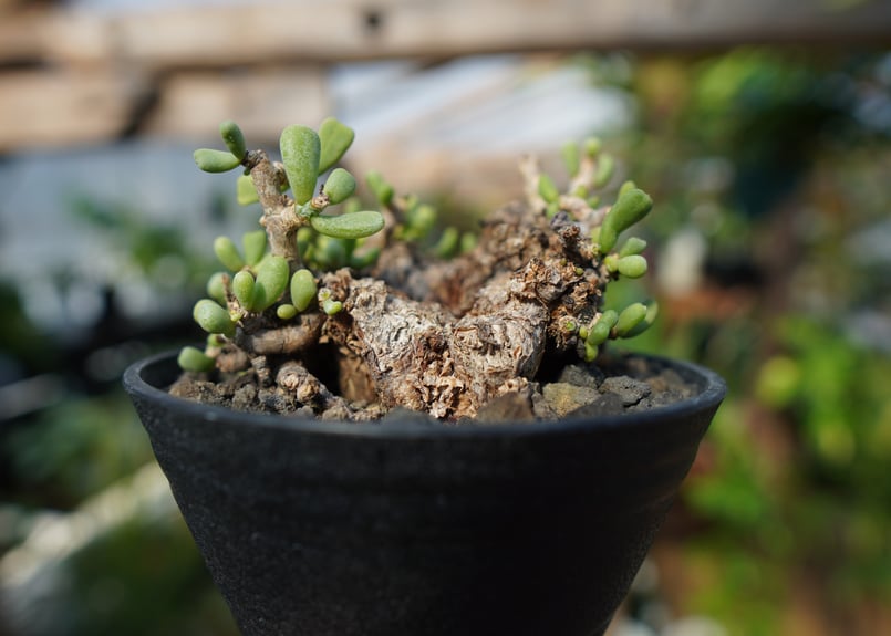 ケラリア ピグマエア No.1 | mana's farm:塊根植物・アガベ・ドライ