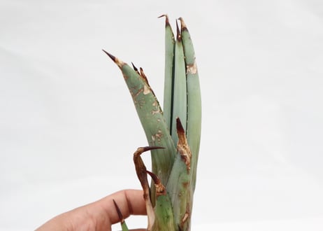 Agave macroacantha Icicle blue form  ＰＵＰ  no.2