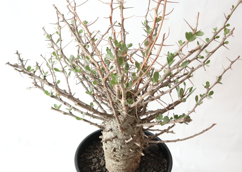 フォークイエリア コルムナリス 観峰玉 | mana's farm:塊根植物