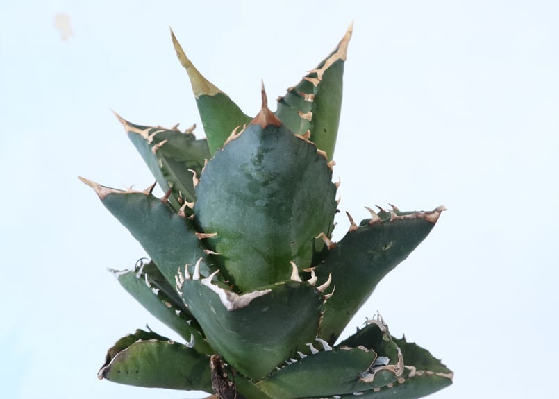 Agave titanota FO-76 compacta dwarf | mana's fa