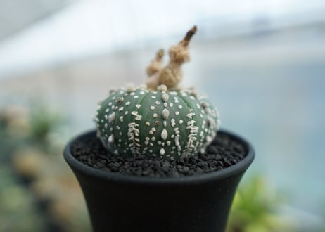 アストロフィツム　スーパー兜 Astrophytum asterias 'Super Kabuto' No.4