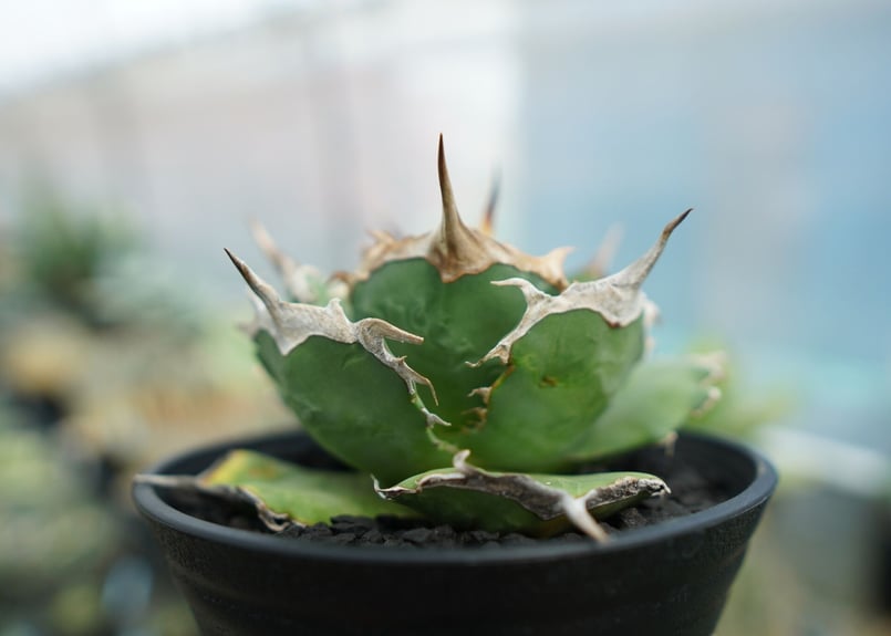 アガベ チタノタ 獅子光 agave titanota lion light | mana'