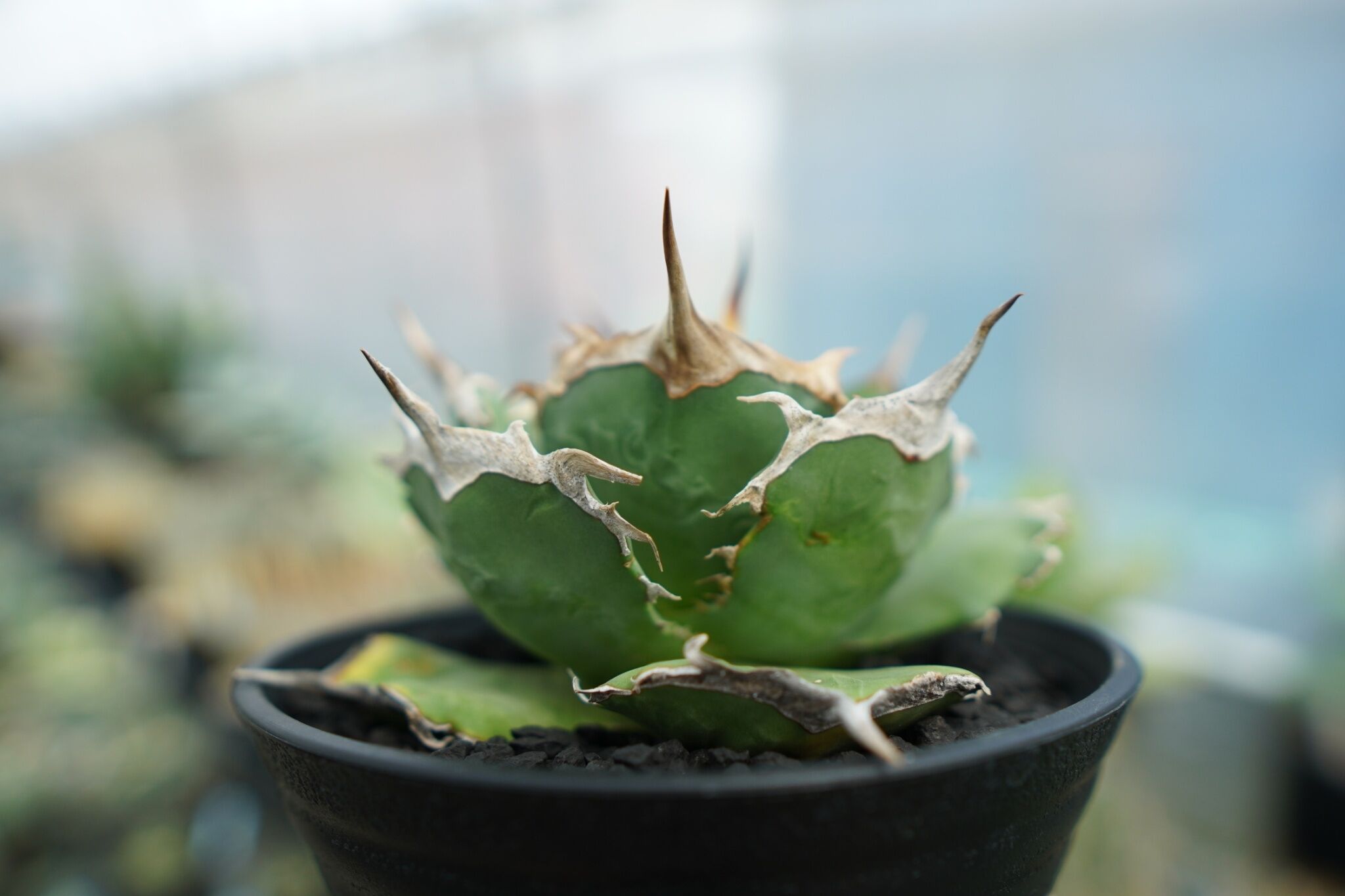 アガベ チタノタ 獅子光 観葉植物 コーデックス アガベ チタノタ 獅子光 agave titanota lion light | mana's farm