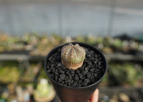 ユーフォルビア　オベサブロー　Euphorbia ObesaBlow