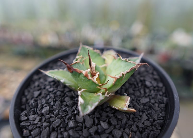 アガベ チタノタ シーザー agave titanota caesar No.3 | mana