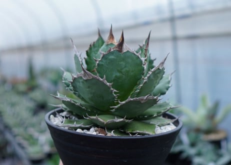 Agave Sowing seeds D 特大